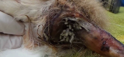 Maggot infestation in dogs