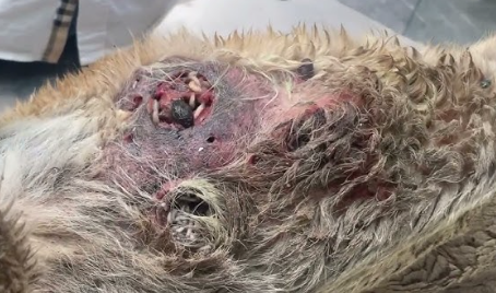 maggot Wound