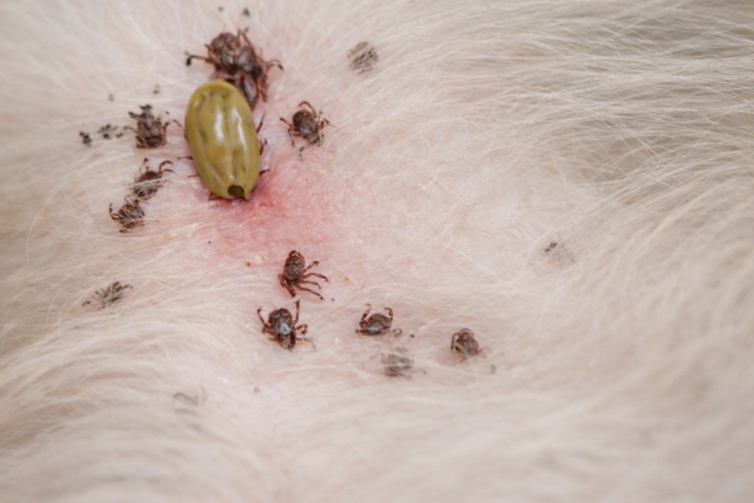 ticks